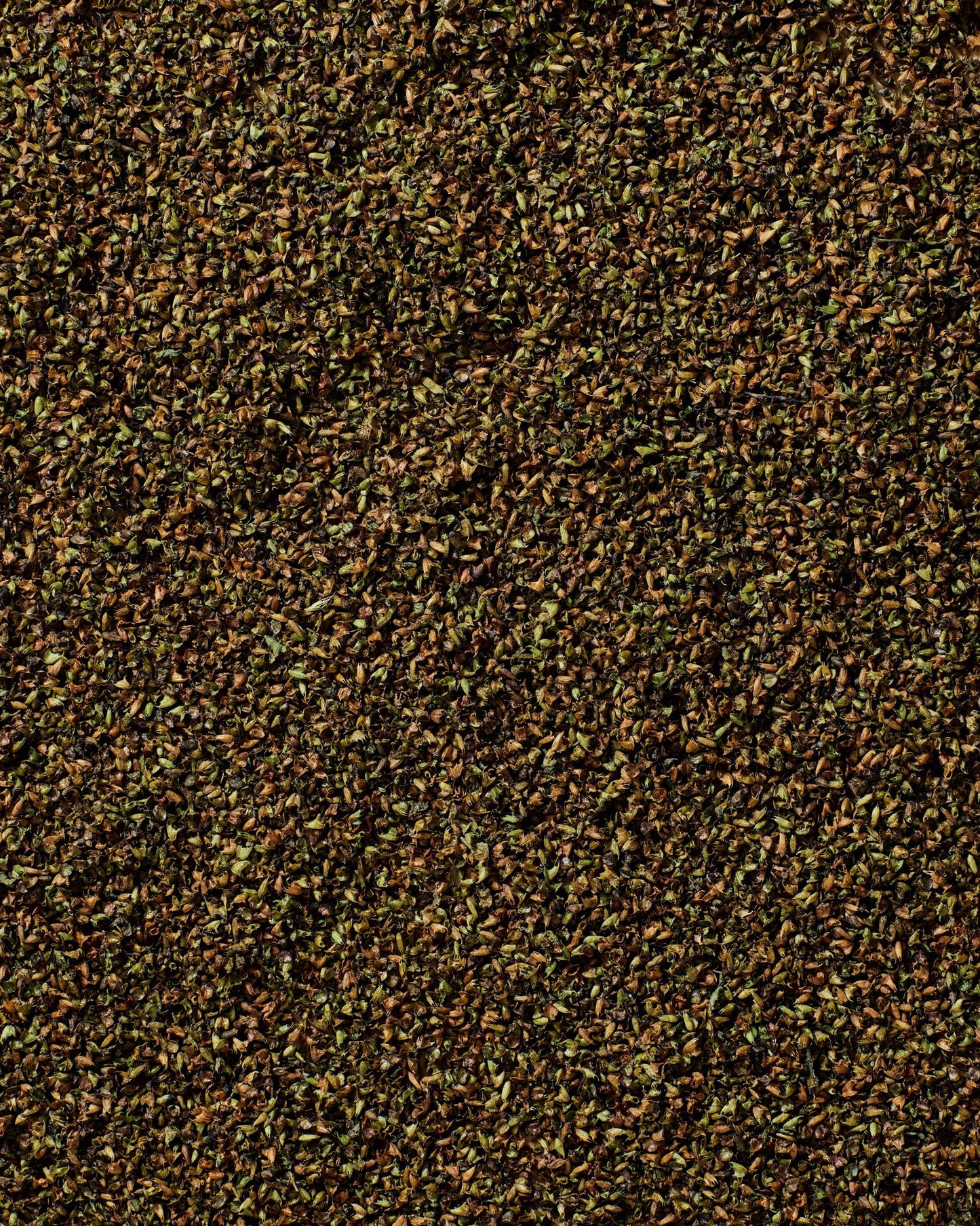 Close-up of dried Ethiopian sacred basil (Bessobela) with a textured, leafy surface.