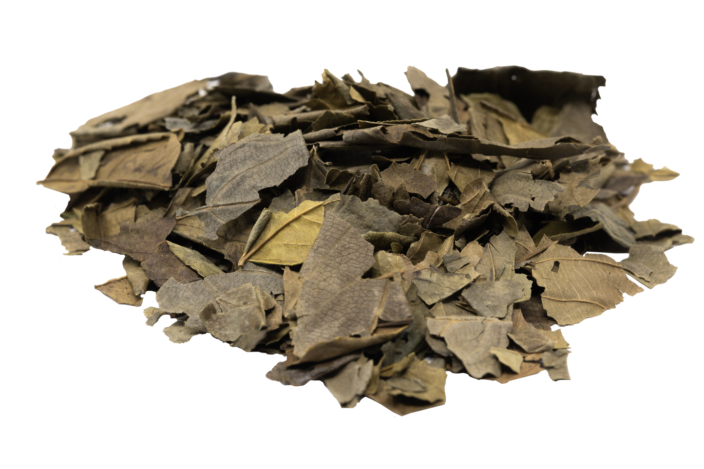 Gesho Kitel | Hops Leaves